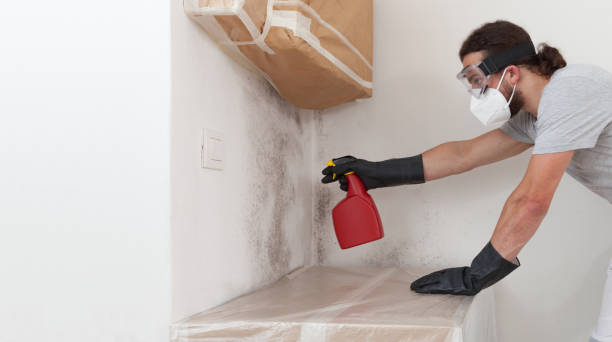 Professional Basement Mold Removal technician working in Norwood, NJ