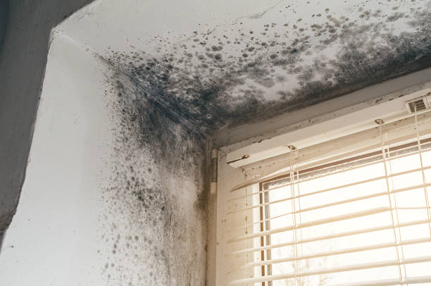 Affordable Basement Mold Removal solutions in Norwood, NJ