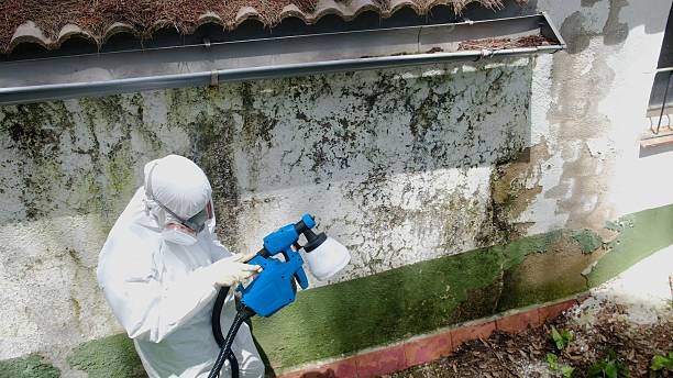 Top rated local Basement Mold Removal specialists in Norwood, NJ